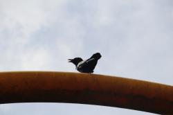 260606 hashibosogarasu s-IMG_8225.jpg