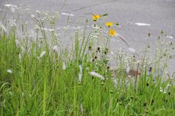 260606 kusachi  s-IMG_8159.jpg