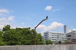 260612 hasibosogarasu ga gaitou ni tomatte iru s-IMG_0424.jpg