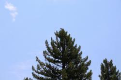 260612 hasibosogarasu ga sekoia no kozue ni tomatte iru s-IMG_0499.jpg