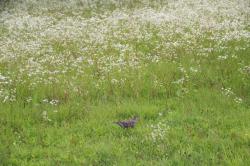 260621 himejyonn no hana s-IMG_3712.jpg