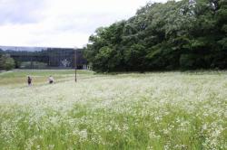 260621 himejyonn no hana s-IMG_3880.jpg