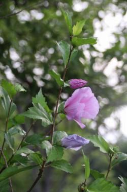 260630 mukuge no hana ( kinou to kyou to ashita) s-IMG_5474.jpg