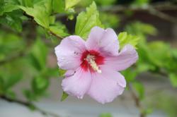 260701 mukuge no hana ga korekara s-IMG_5635.jpg