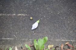 260701 mukuge no hana ga shibonnde ochita s-IMG_5622.jpg