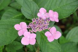 260707 gakuajisai no hana s-IMG_7015.jpg