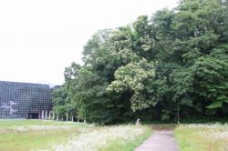 260707 harigiri no ki s-IMG_6915.jpg