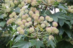 260707 harigiri no hana s-IMG_6515.jpg