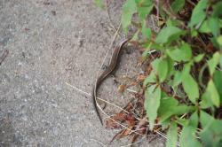 260809 nihonntokage s-IMG_2595.jpg