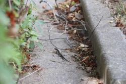 260809 nihonntokage s-IMG_2635.jpg