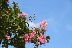 260823 sarusuberi no hana s-IMG_5251.jpg
