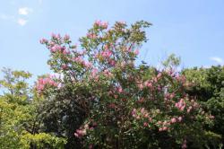 260823 sarusuberi no hana s-IMG_5257.jpg