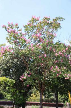 260823 sarusuberi no ki s-IMG_5256.jpg