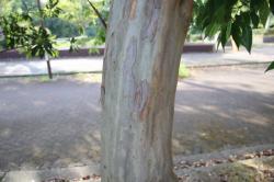 260823 sarusuberi no miki s-IMG_5589.jpg