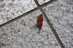 260811 aburazemi no hane ( kokushi ) s-IMG_3490.jpg