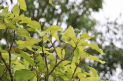 260827 kakuremino s-IMG_6279.jpg