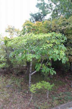 260910 kakuremino no ki s-IMG_0091.jpg