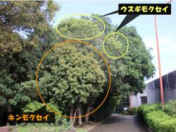 キンモクセイとウスギモクセイの樹冠2026.jpg