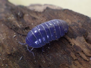 blue-pill-bug1.jpg