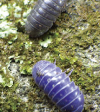 blue-pill-bug2.jpg