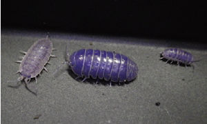 blue-pill-bug3.jpg