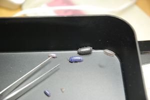 blue-pill-bug4.jpg