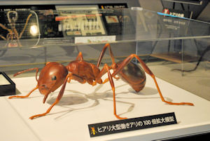 fire-ant-ex3.JPG