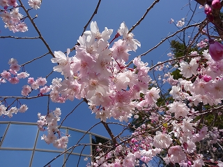 こんにちは フロアスタッフです しだれ桜が咲いています 兵庫県立人と自然の博物館 ひとはく ひとはくblog