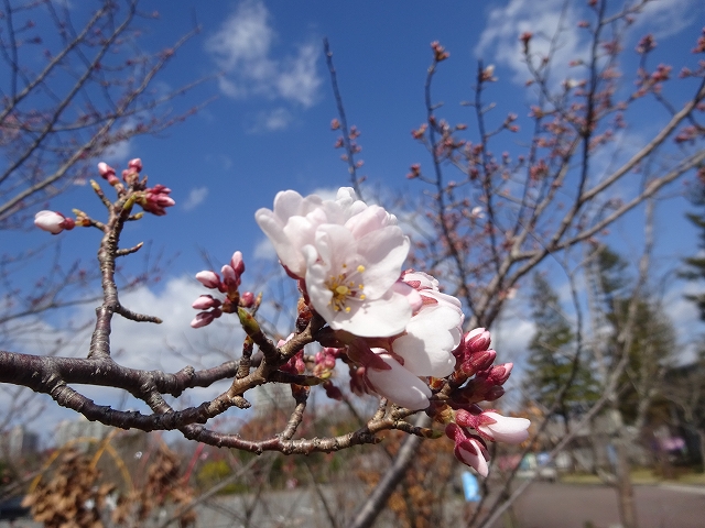 sakura-DSC02539.jpg