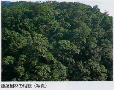 世界の森 兵庫県立 人と自然の博物館 ひとはく