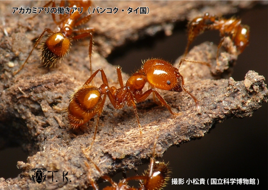アルゼンチンにおける生物多様性の損失: 原因と結果 - アルゼンチンにおける生物多様性の損失とは何ですか
