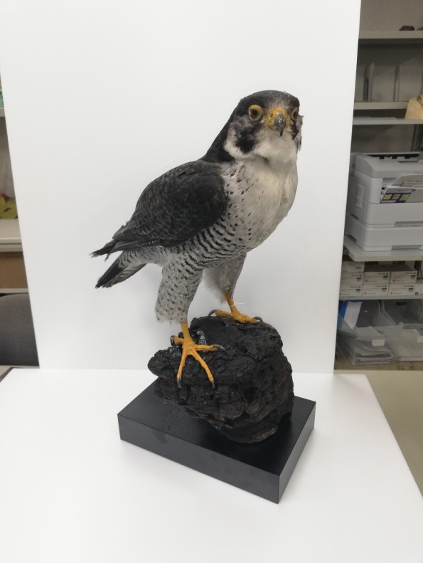 https://www.hitohaku.jp/exhibition/planning/birds-specimen2021_fig1.jpg