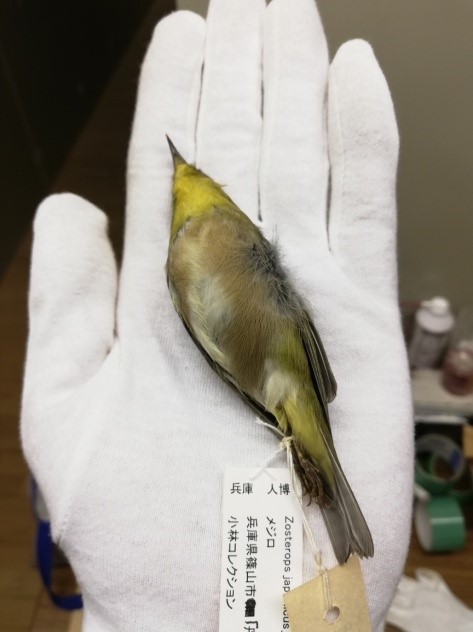 https://www.hitohaku.jp/exhibition/planning/birds-specimen2021_fig2.jpg