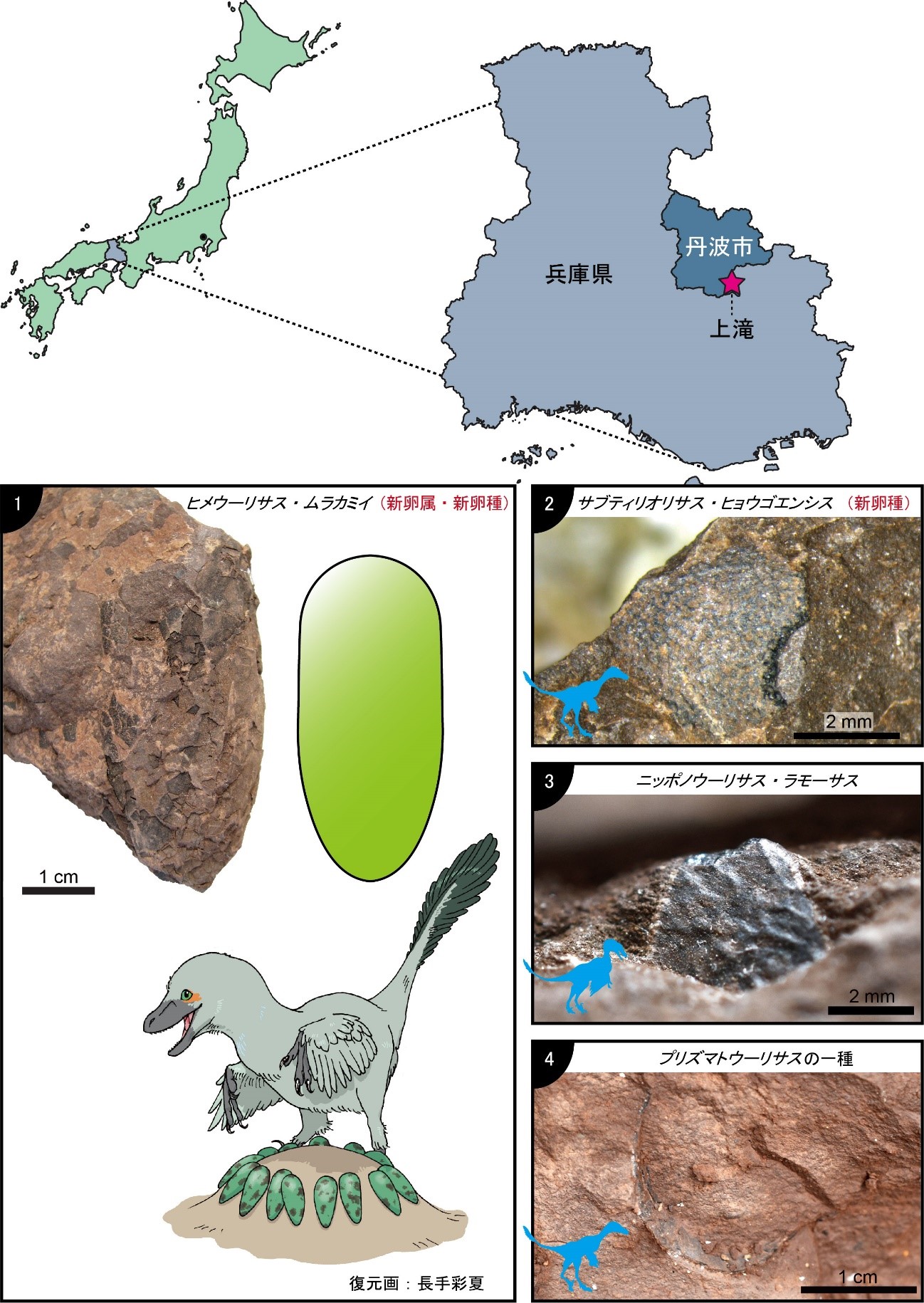 https://www.hitohaku.jp/exhibition/planning/eggshell-fossil2020-image.jpg