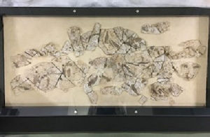 fishfossil-manba300x.jpg