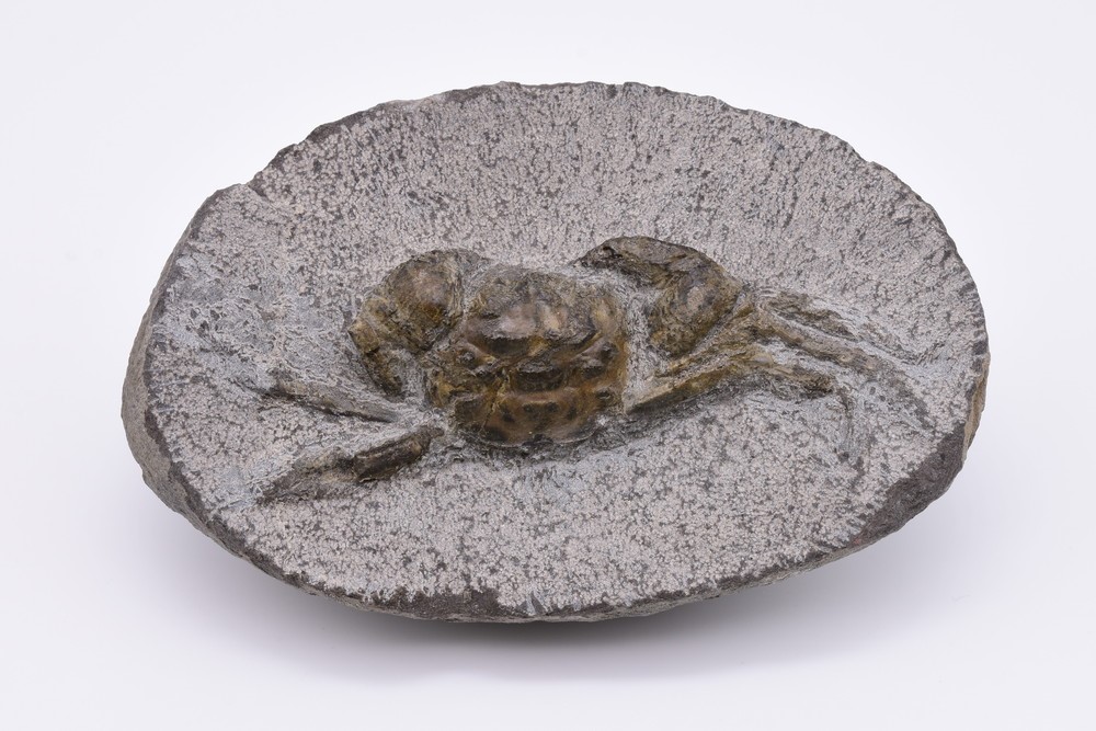 https://www.hitohaku.jp/exhibition/planning/fossil2019-2.jpg