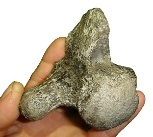 mosasaurus2-300x.jpg