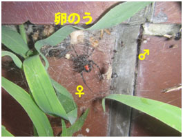 red-back_spider2.jpg