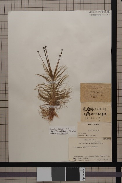 https://www.hitohaku.jp/exhibition/planning/shoei-herbarium2020_photo1.jpg