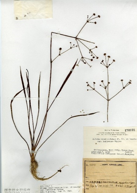 https://www.hitohaku.jp/exhibition/planning/shoei-herbarium2020_photo2.jpg