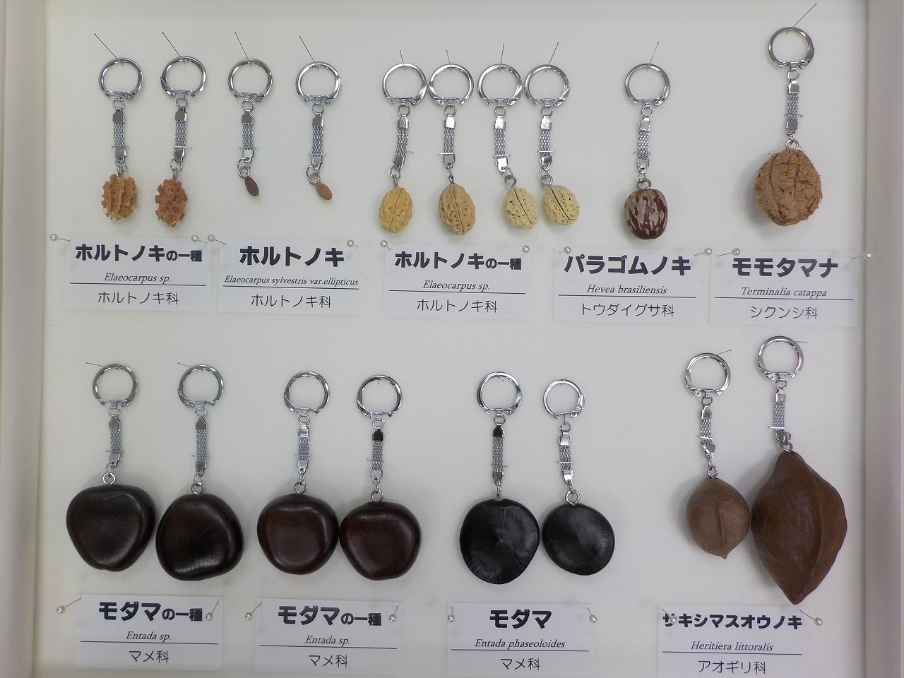 https://www.hitohaku.jp/exhibition/planning/specimen2021-7_1.jpg