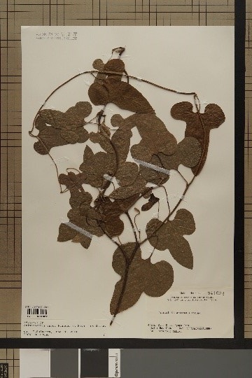https://www.hitohaku.jp/exhibition/planning/specimen2022-3_1.jpg
