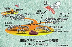 軍隊アリ分裂