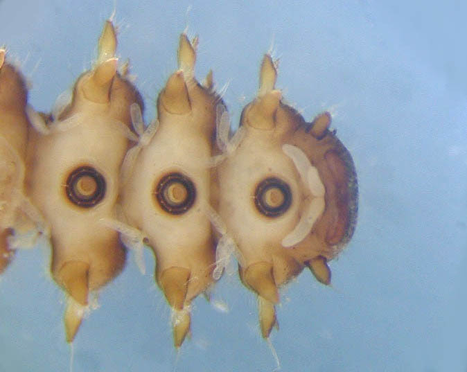 身近な川の水生昆虫を調べてみよう！