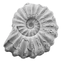 ammonite_a-1