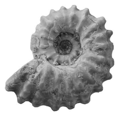 ammonite_b-1