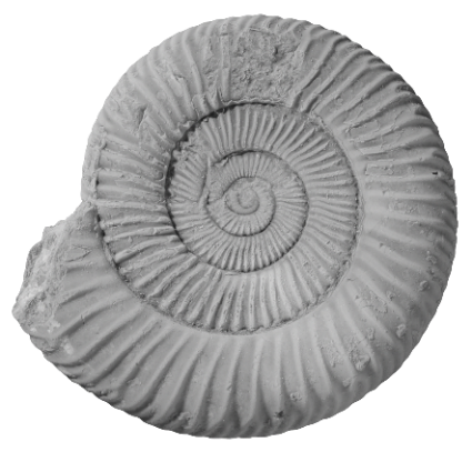 ammonite_c-1