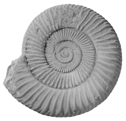 ammonite_a-1