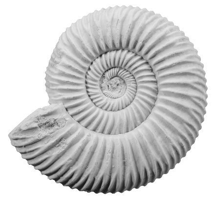 ammonite_d-1