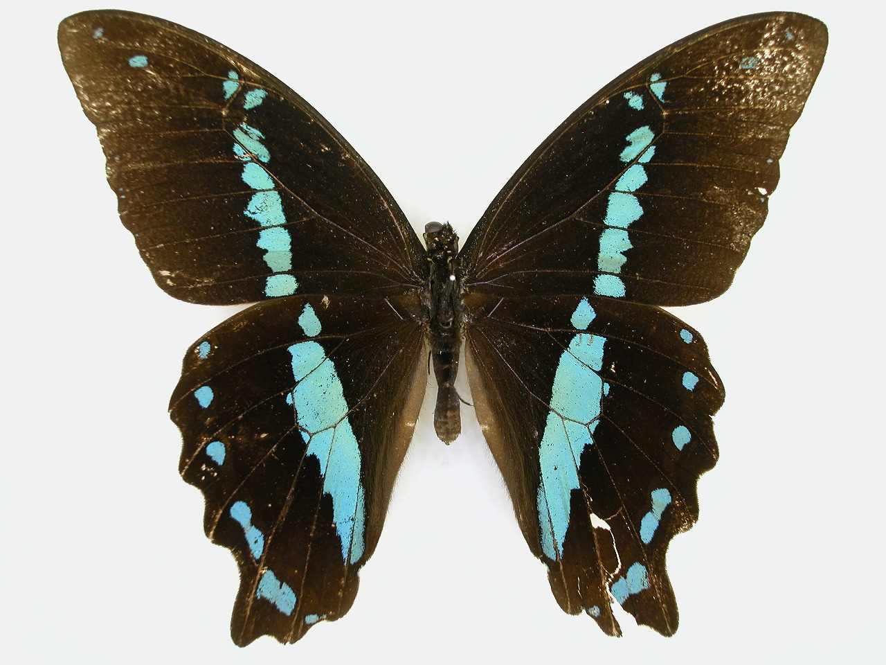 https://www.hitohaku.jp/material/l-material/butterfly-wing/1-papilionidae/B1-269760_A.jpg
